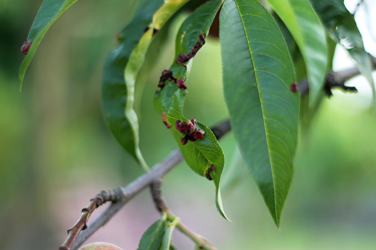 CONTROL OF INVASIVE PLANTS, PESTS AND DISEASES